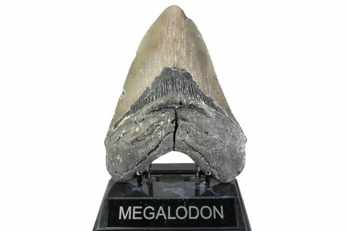 Huge, Fossil Megalodon Tooth - North Carolina #384106